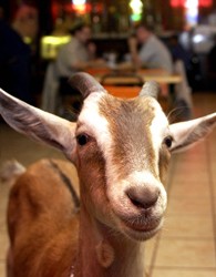 billygoat